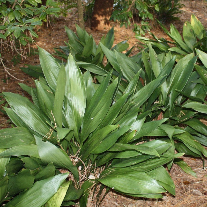Aspidistra elatior (Cast Iron Plant) plant with characteristic foliage and flowers