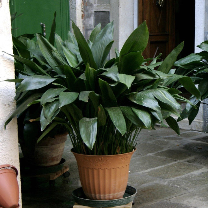 Green Aspidistra Cast Iron Plant in a 3-gallon pot, showcasing lush, broad leaves, perfect for indoor or shaded outdoor spaces.
