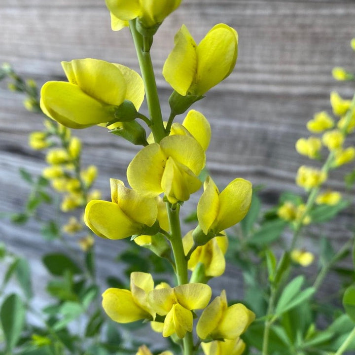 Carolina Moonlight False Indigo with buttery yellow flowers above blue green foliage