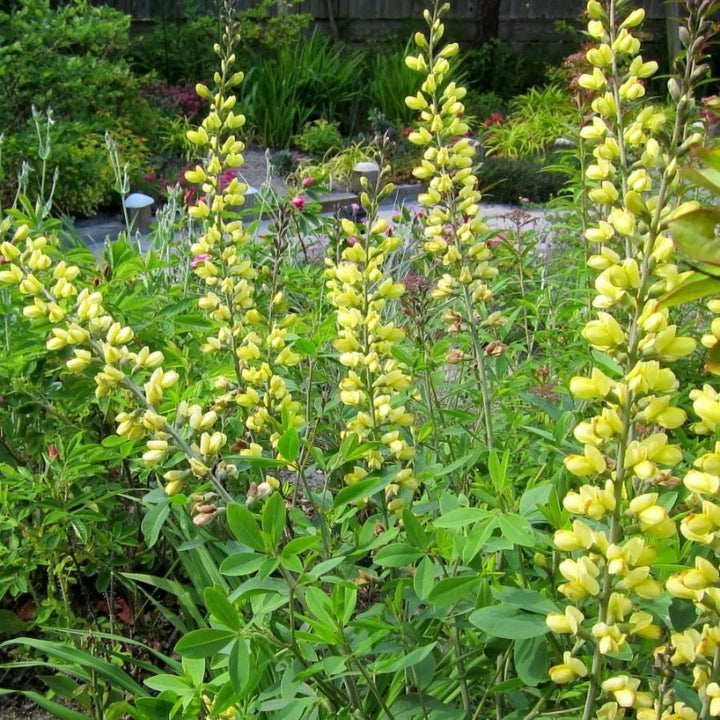 Carolina Moonlight False Indigo with buttery yellow flowers above blue green foliage