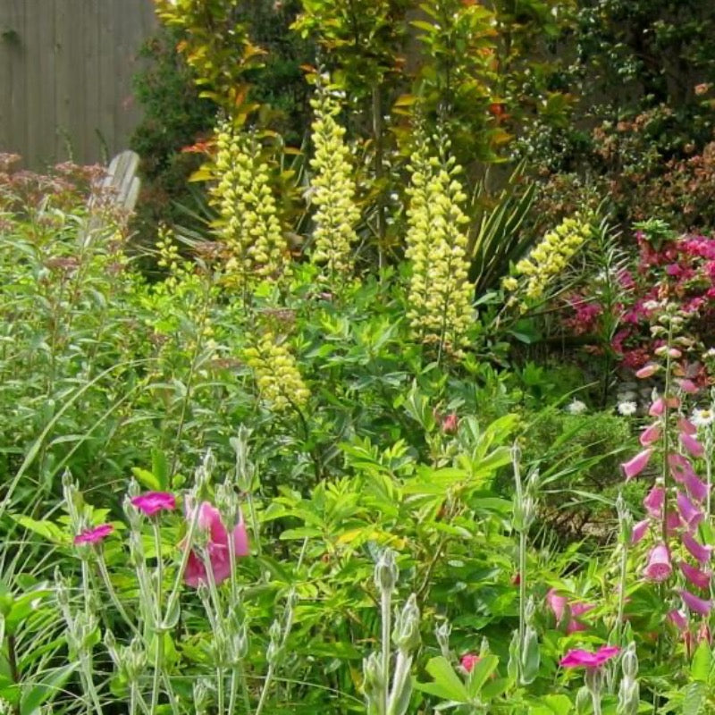 Carolina Moonlight False Indigo with buttery yellow flowers above blue green foliage