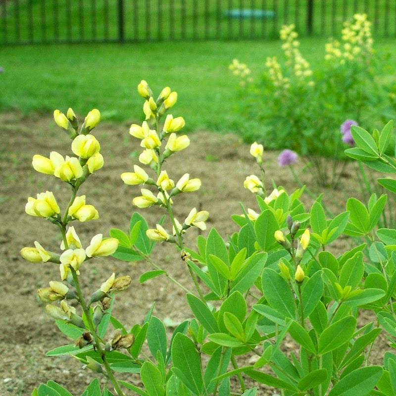 Carolina Moonlight False Indigo with buttery yellow flowers above blue green foliage