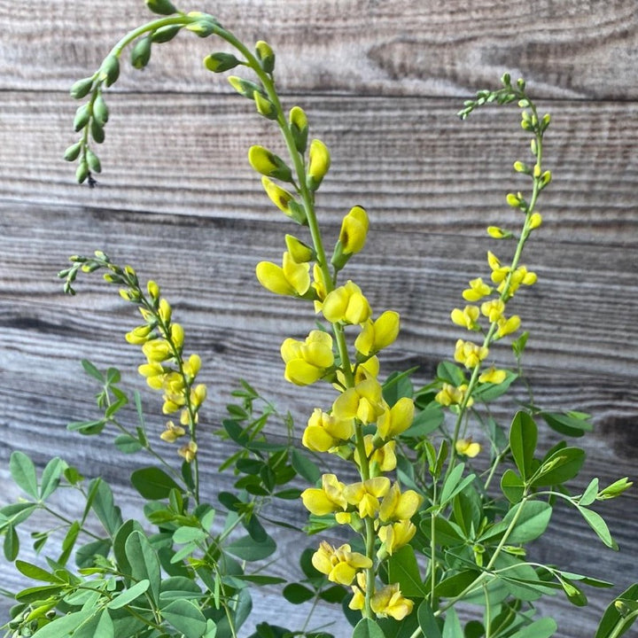 Carolina Moonlight False Indigo with buttery yellow flowers above blue green foliage