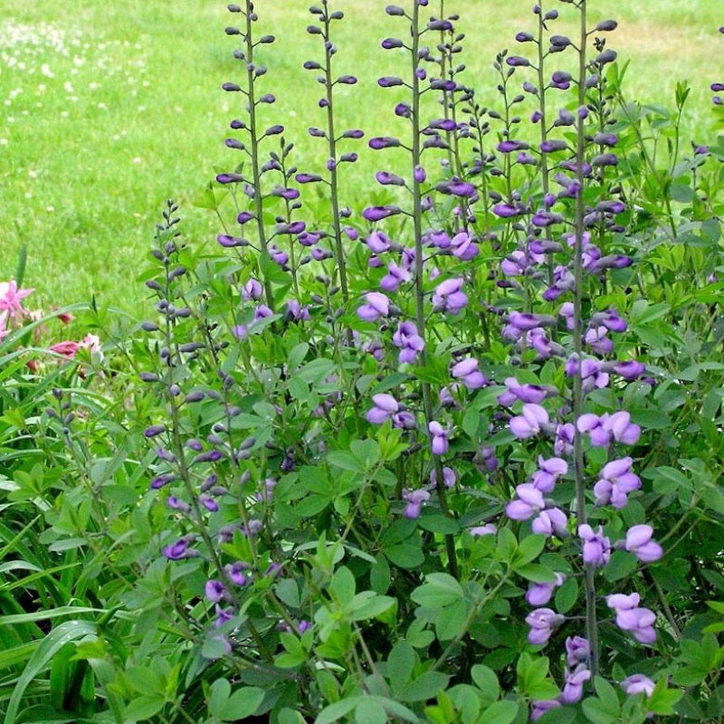 Purple Smoke False Indigo growing in a landscaped garden