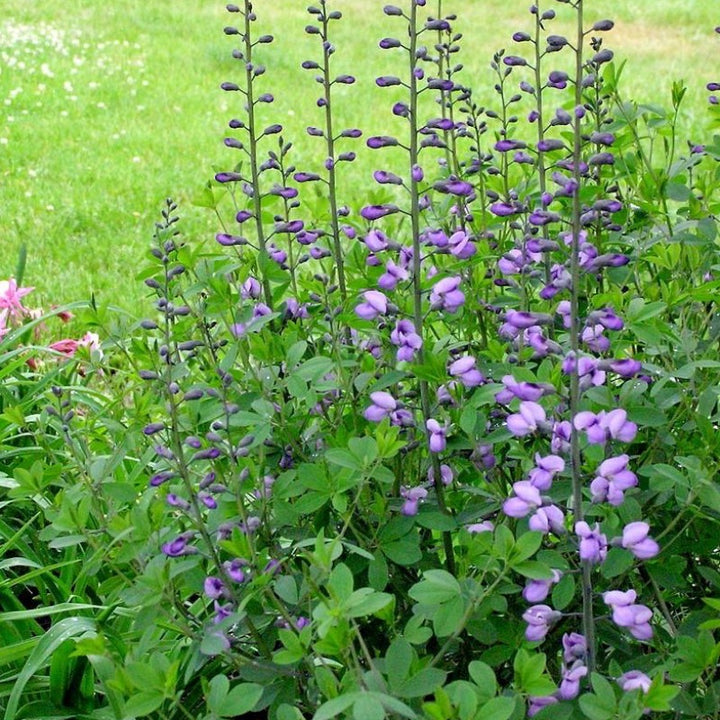 Purple Smoke False Indigo growing in a landscaped garden