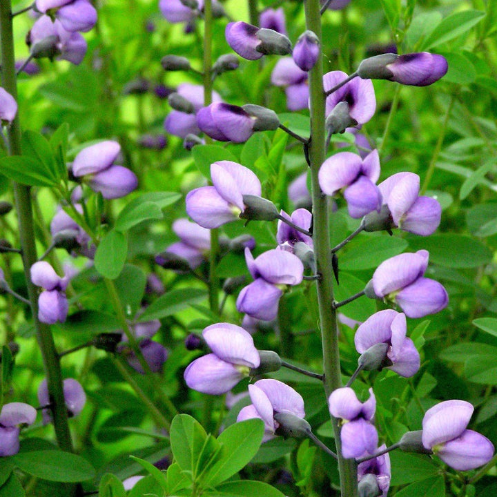 Purple Smoke False Indigo growing in a landscaped garden