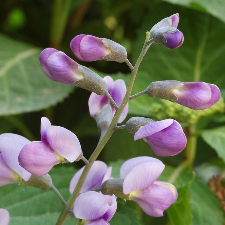 Purple Smoke False Indigo growing in a landscaped garden