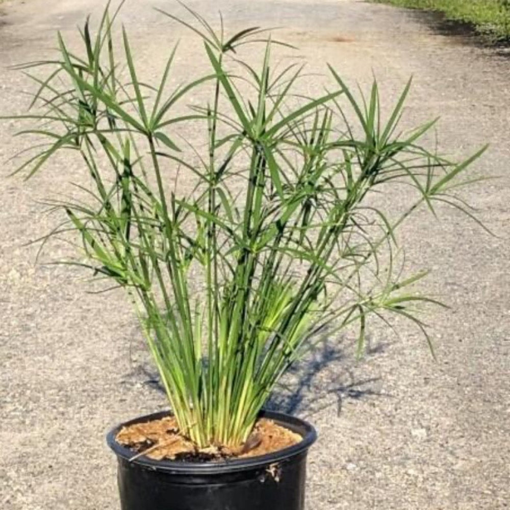 cyperus variegata Cyperus Miniature Umbrella Plant