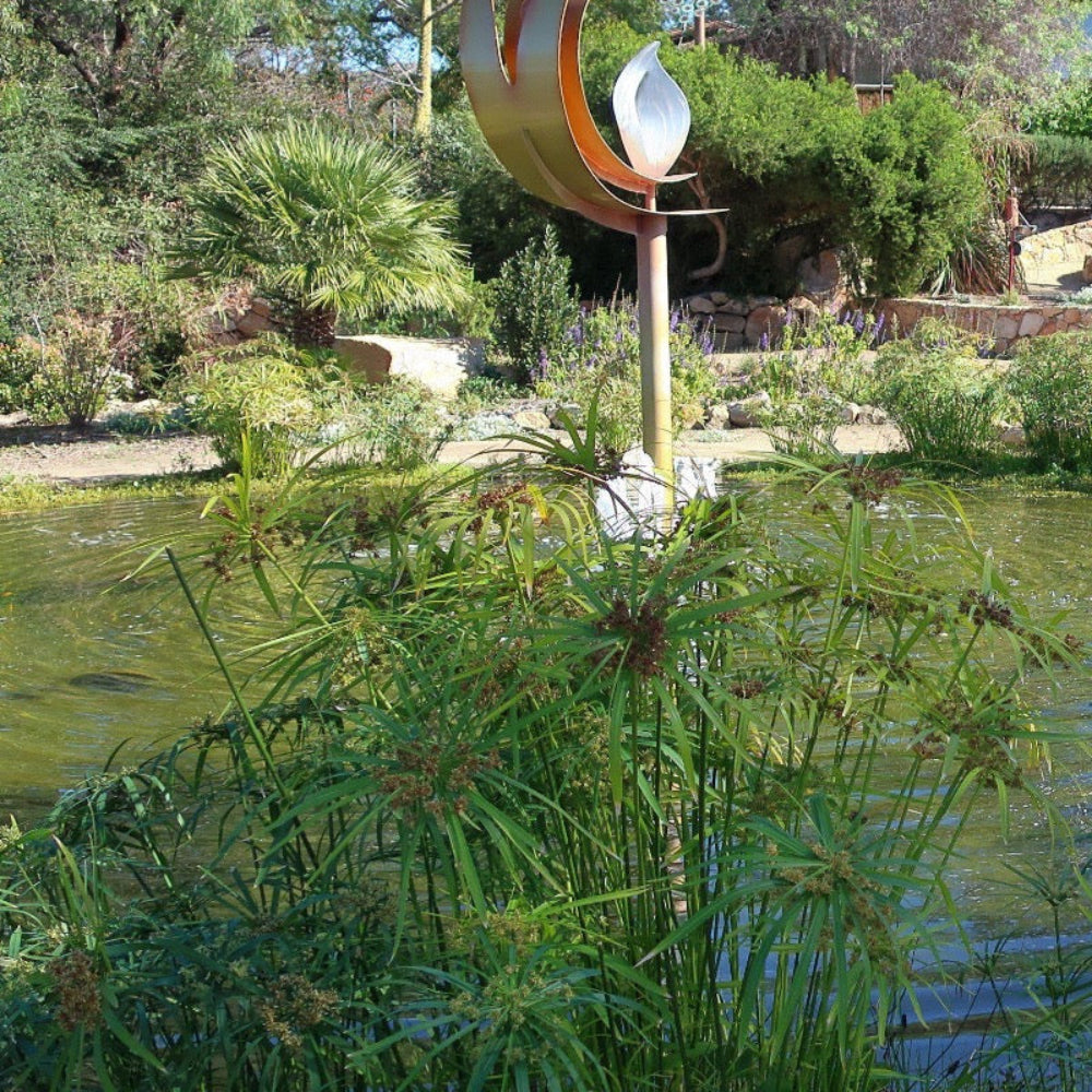 planting umbrella palm in water Cyperus Miniature Umbrella Plant