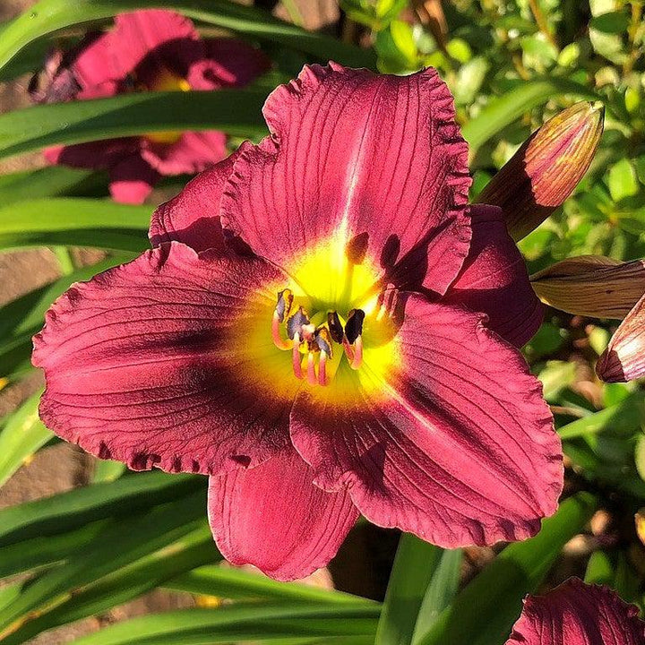 Jamaica Sunrise Daylily with rich red flowers
