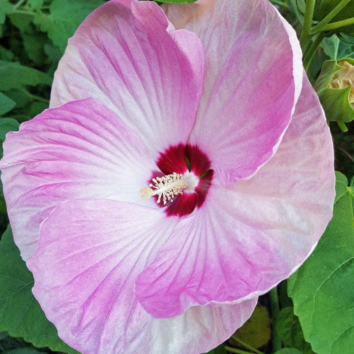 Luna Pink Swirl Hardy Hibiscus with pink and white flowers and cranberry centers