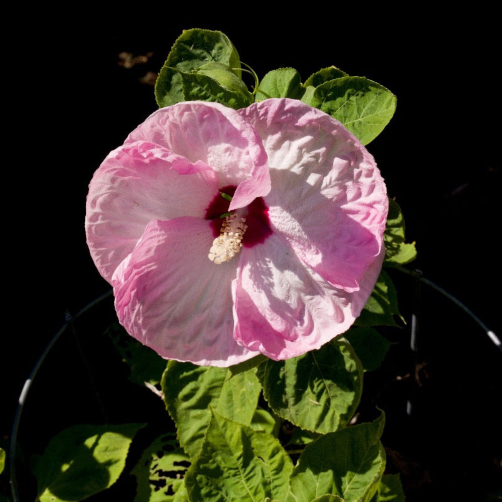 Luna Pink Swirl Hardy Hibiscus with pink and white flowers and cranberry centers