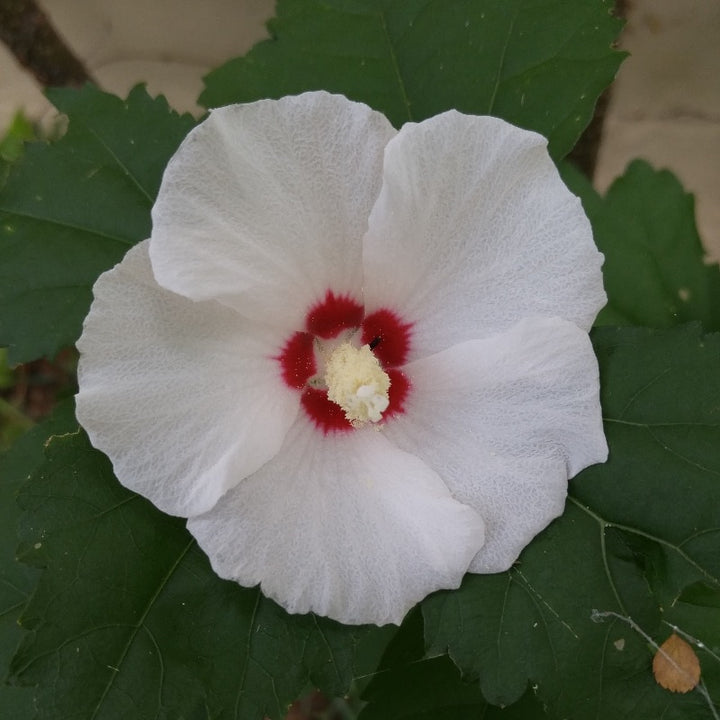 Hibiscus Luna White