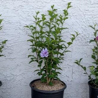Blueberry Smoothie Rose of Sharon with double blue purple flowers