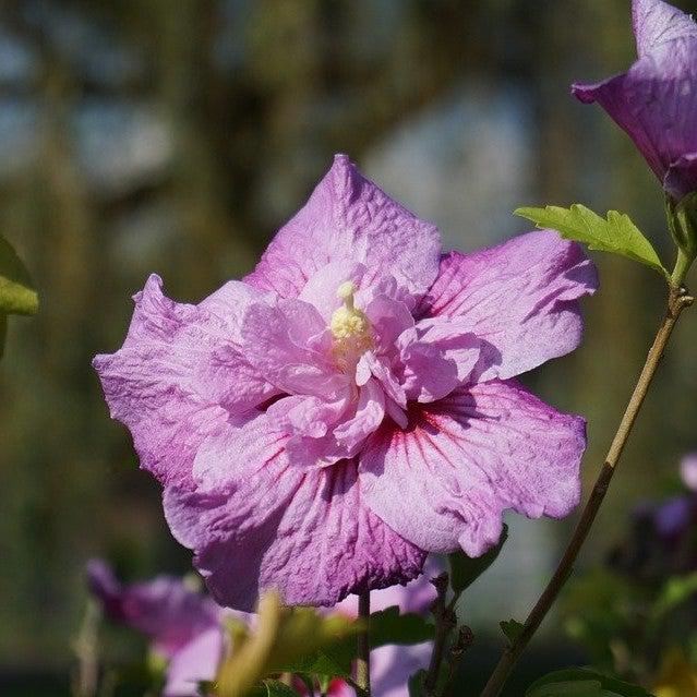Blueberry Smoothie Rose of Sharon with double blue purple flowers