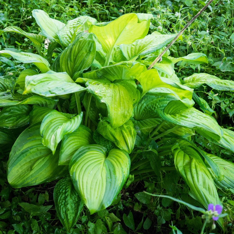 hosta guacamole plant Hosta Guacamole