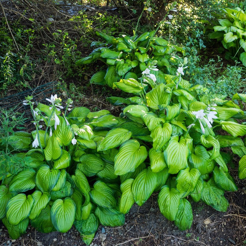 Hosta Guacamole