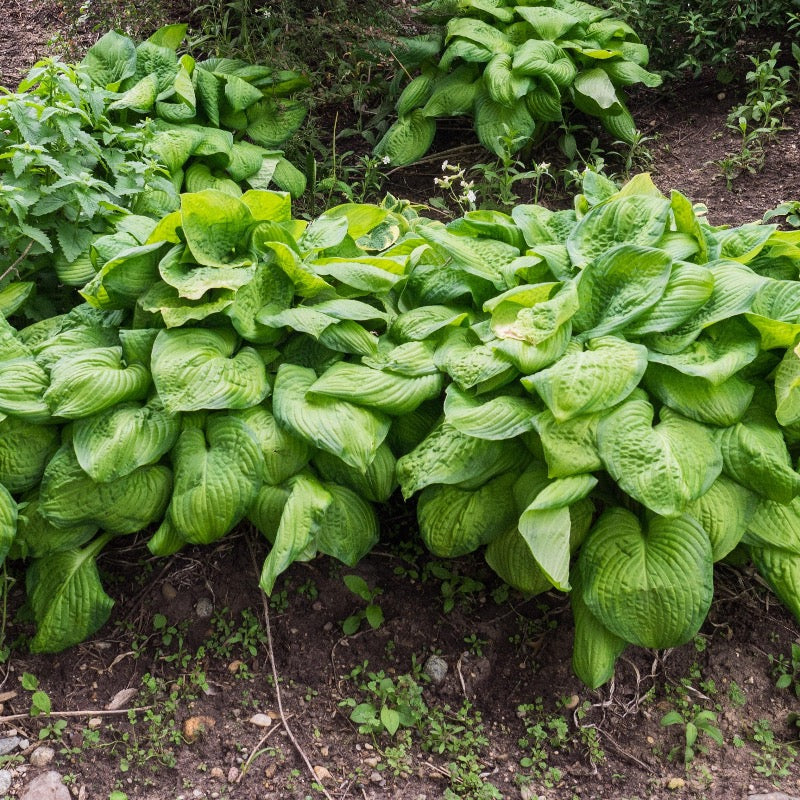 Guacamole Hosta with marbled green yellow foliage and lavender white flowers