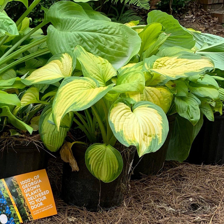 Stained Glass Hosta with bright gold leaves and deep green margins