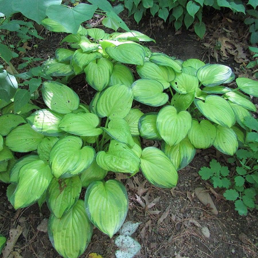 Stained Glass Hosta with bright gold leaves and deep green margins