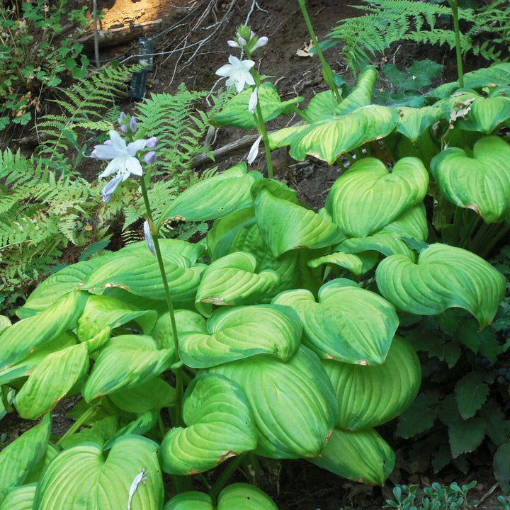 Stained Glass Hosta with bright gold leaves and deep green margins