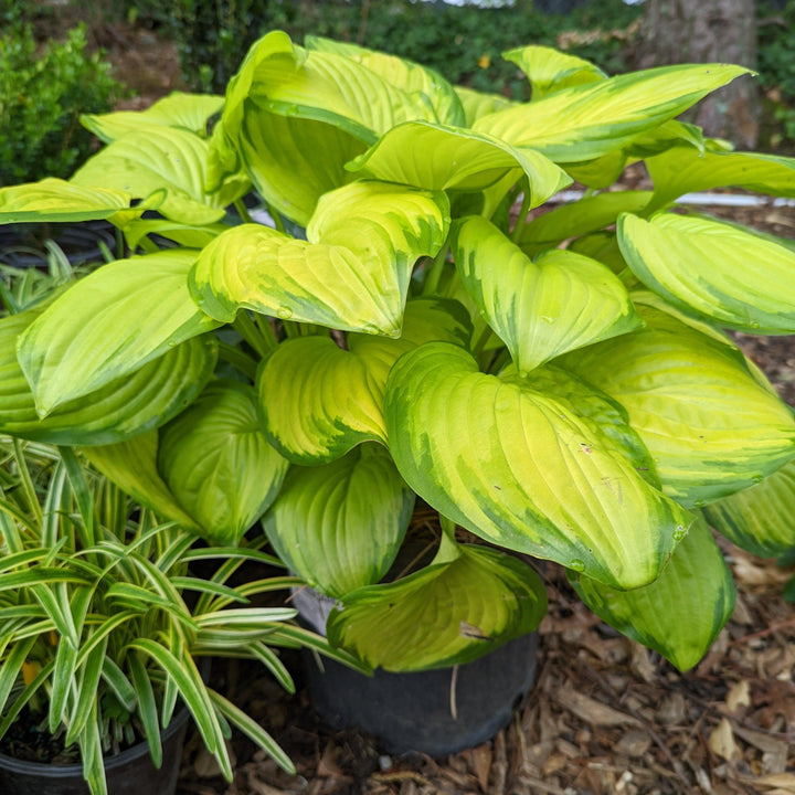 Stained Glass Hosta with bright gold leaves and deep green margins