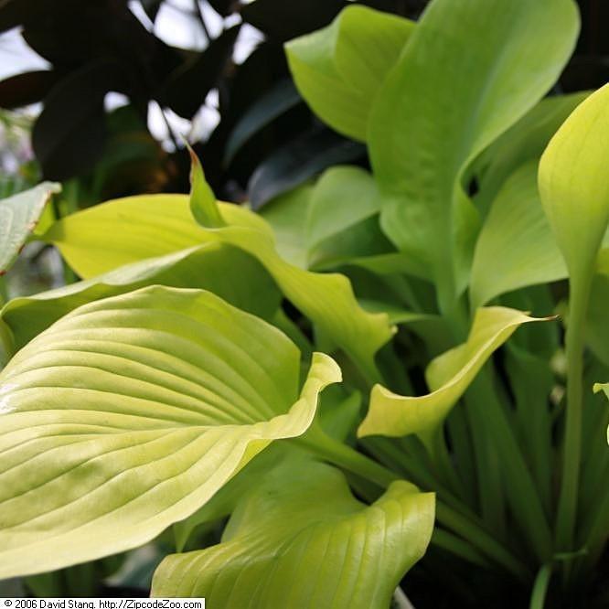Sum and Substance Hosta with enormous chartreuse gold leaves