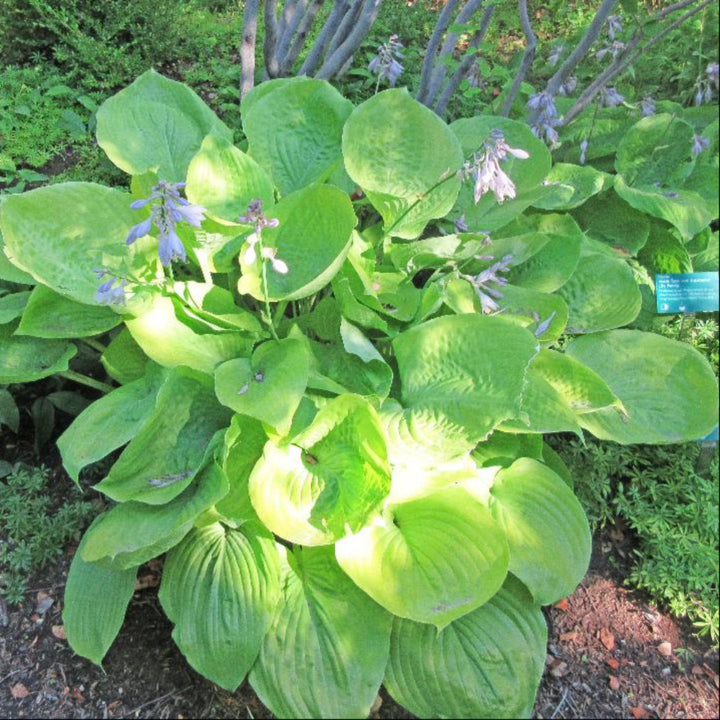 Sum and Substance Hosta with enormous chartreuse gold leaves