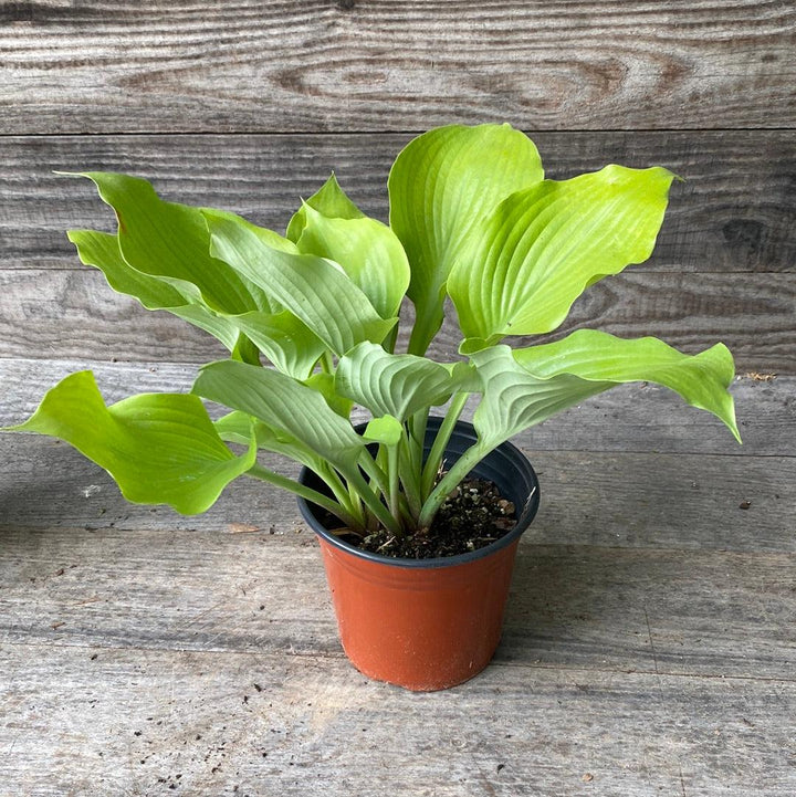 Sum and Substance Hosta with enormous chartreuse gold leaves