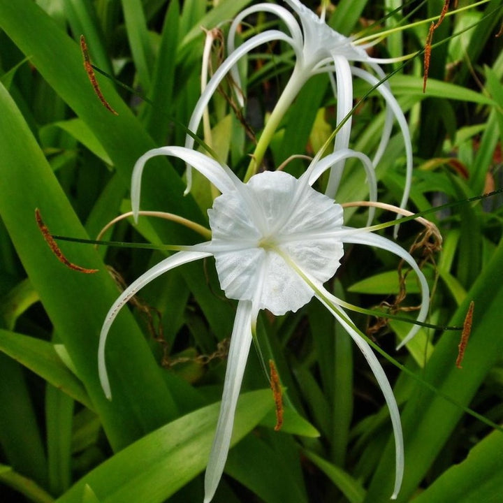 hymenocallis perfumed spider lily Hymenocallis Perfumed Spider Lily