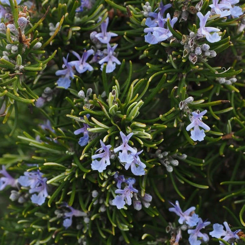 Rosemary Chef's Choice® ~ PP18192 | GoBuyPlants
