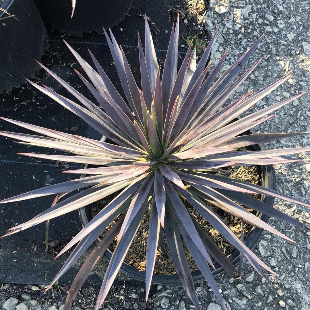 Magenta Magic Yucca with purple dark green foliage and white flowers