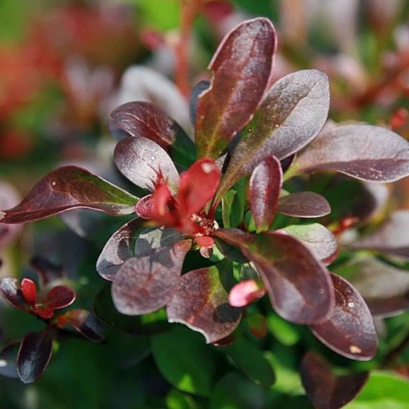 Crimson Pygmy Barberry growing in a landscaped garden