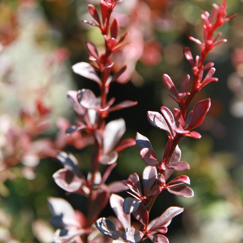 Crimson Pygmy Barberry growing in a landscaped garden