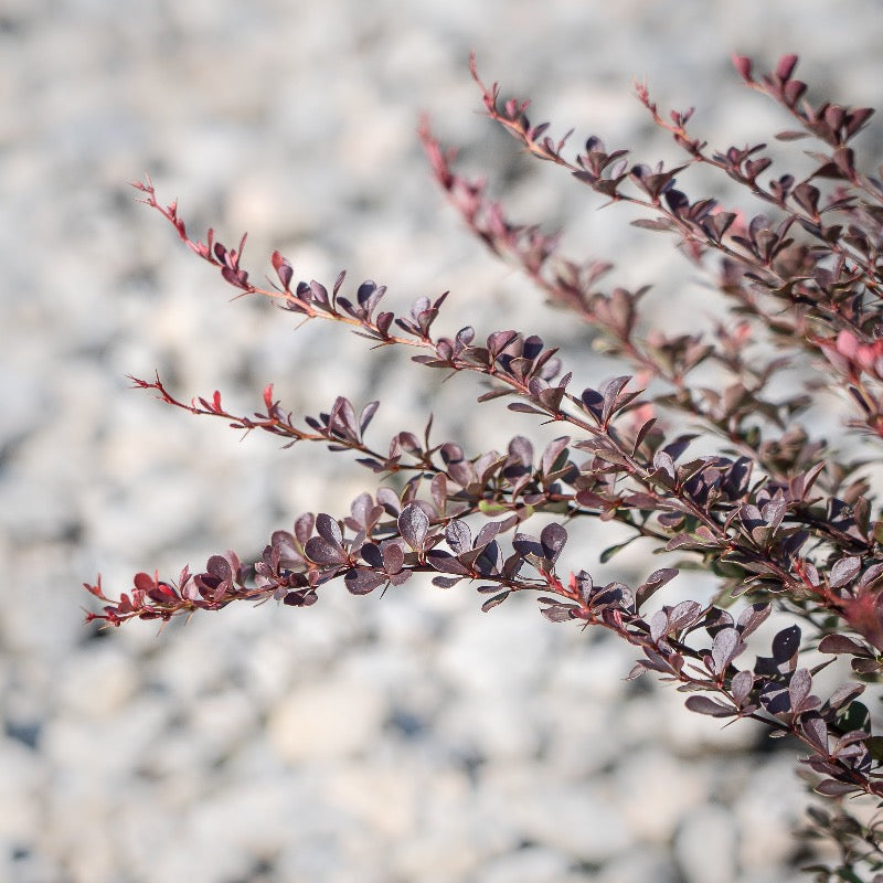 Crimson Pygmy Barberry growing in a landscaped garden
