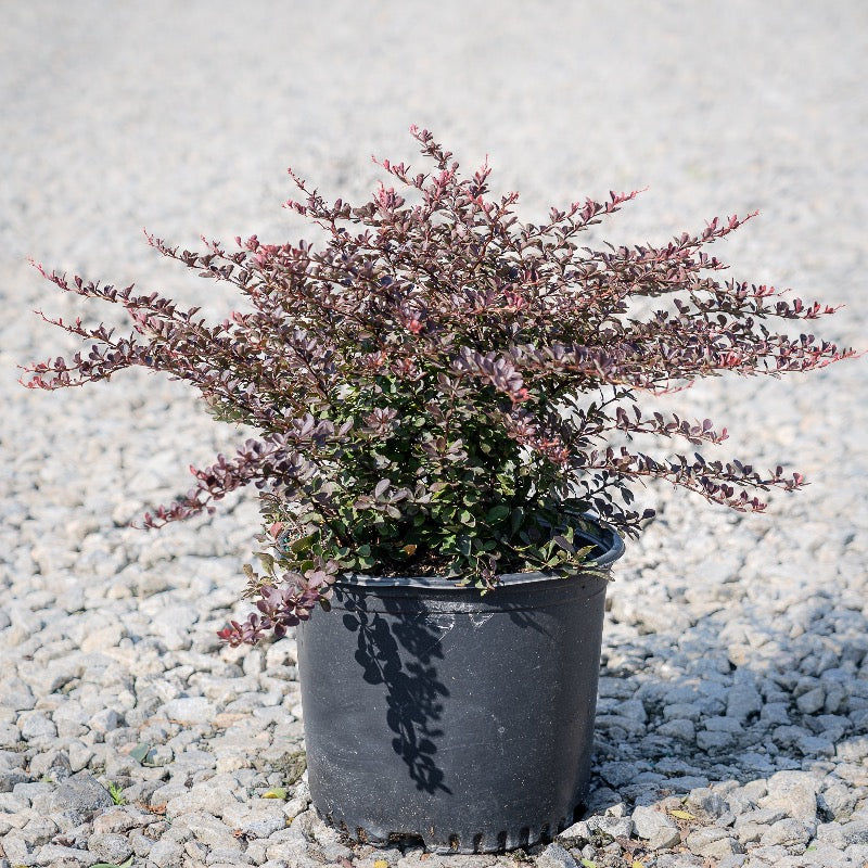 Crimson Pygmy Barberry growing in a landscaped garden