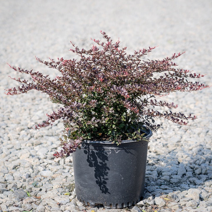 Crimson Pygmy Barberry growing in a landscaped garden