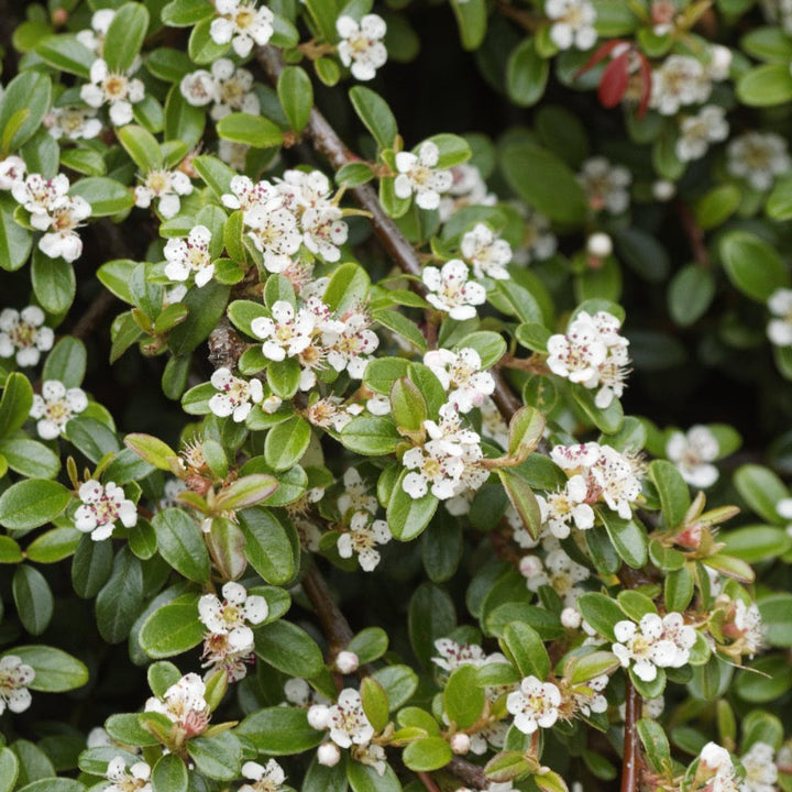 Coral Beauty Cotoneaster with glossy foliage and coral red berries
