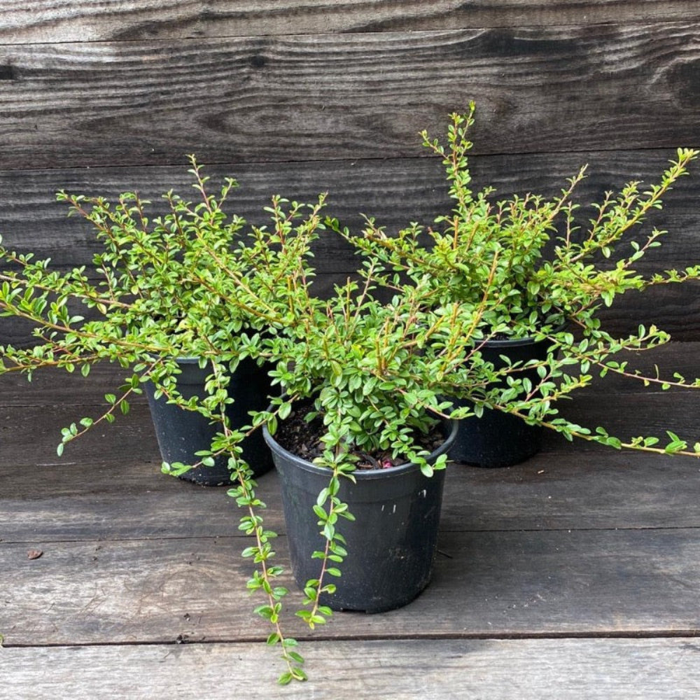 Coral Beauty Cotoneaster with glossy foliage and coral red berries