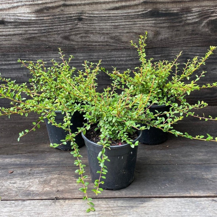 Coral Beauty Cotoneaster with glossy foliage and coral red berries