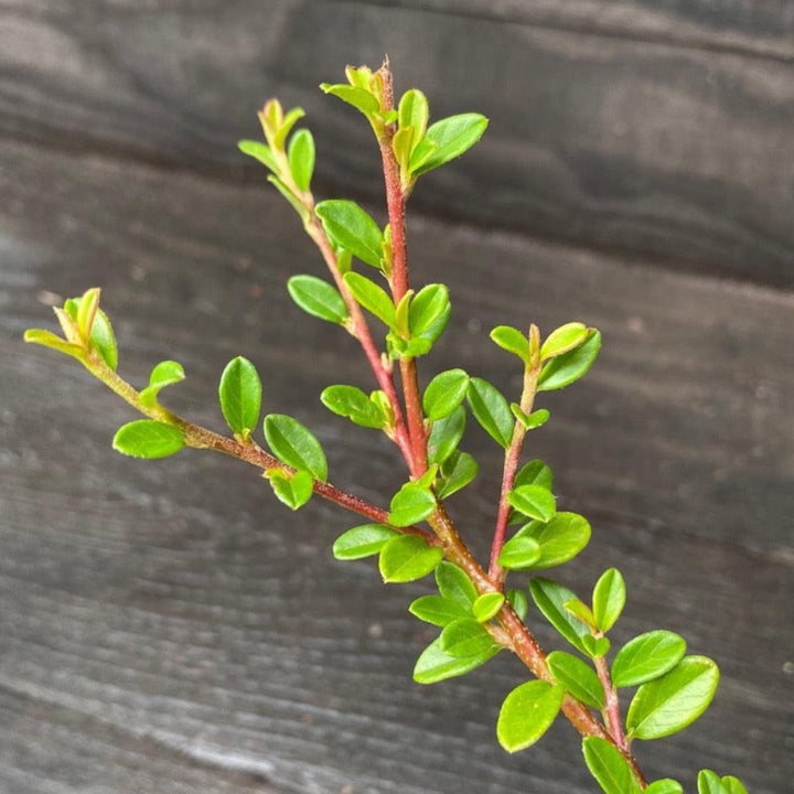 Coral Beauty Cotoneaster with glossy foliage and coral red berries