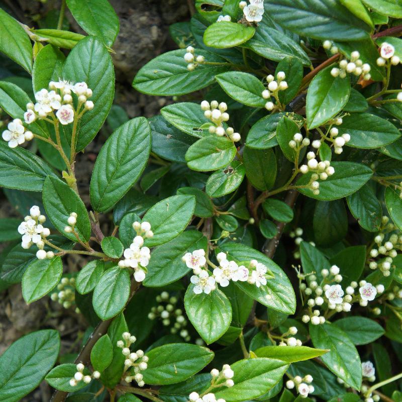 Repandens Cotoneaster spreading with glossy green foliage and red berries