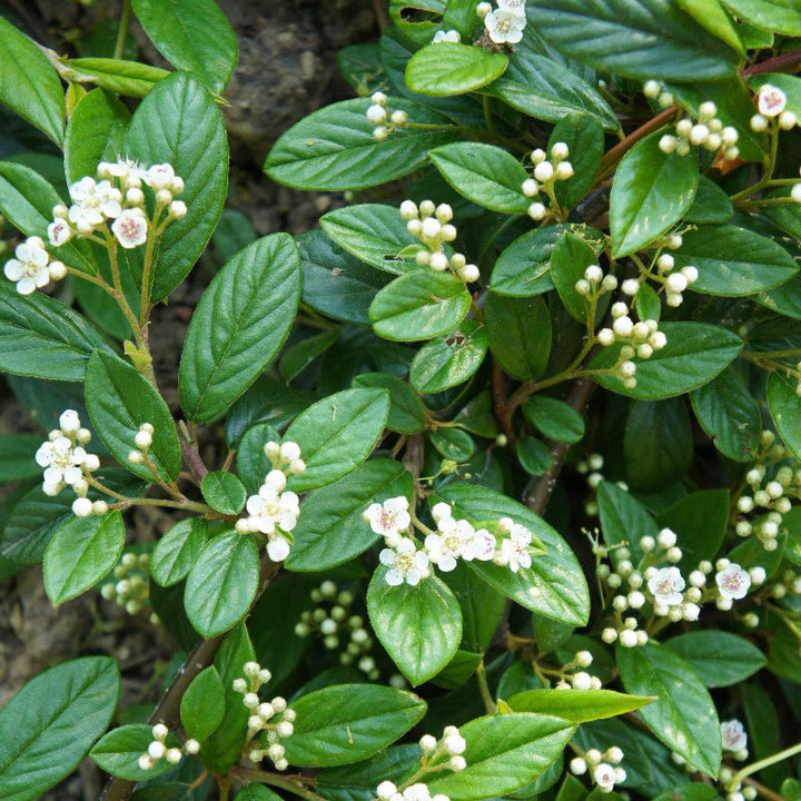 Repandens Cotoneaster spreading with glossy green foliage and red berries