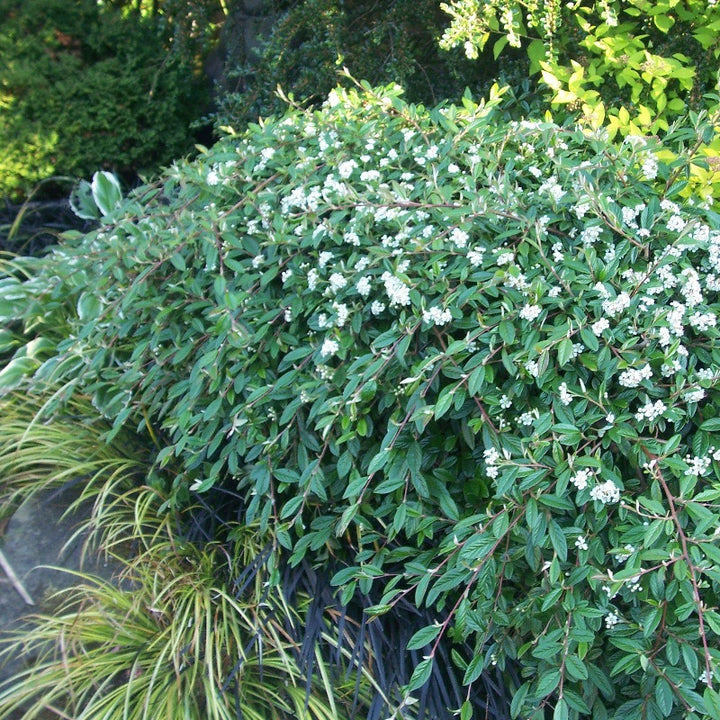 Repandens Cotoneaster spreading with glossy green foliage and red berries