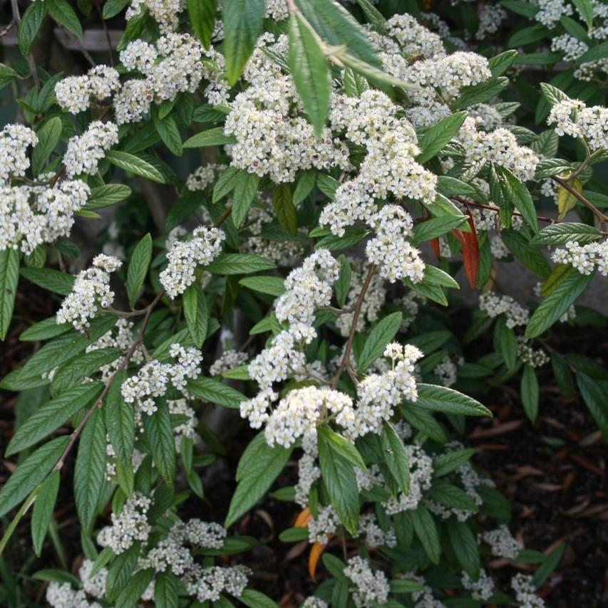 Repandens Cotoneaster spreading with glossy green foliage and red berries