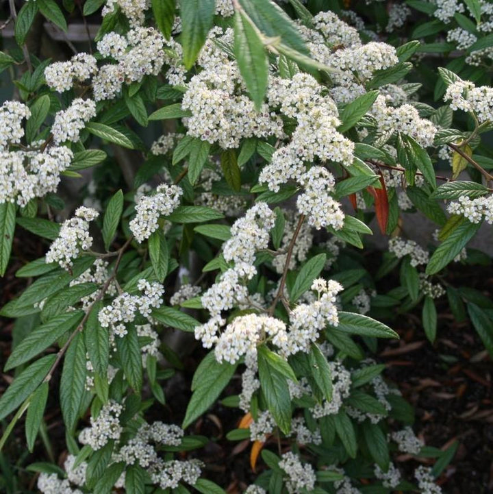 Repandens Cotoneaster spreading with glossy green foliage and red berries