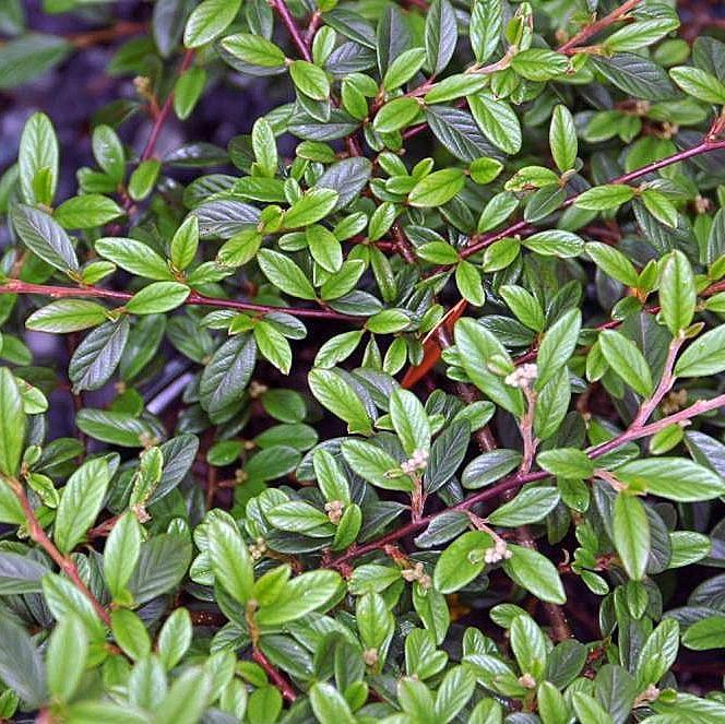 Repandens Cotoneaster spreading with glossy green foliage and red berries