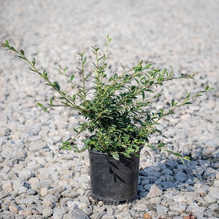 Repandens Cotoneaster spreading with glossy green foliage and red berries