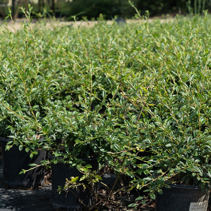 Repandens Cotoneaster spreading with glossy green foliage and red berries