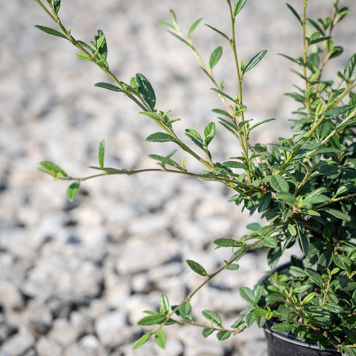 Repandens Cotoneaster spreading with glossy green foliage and red berries